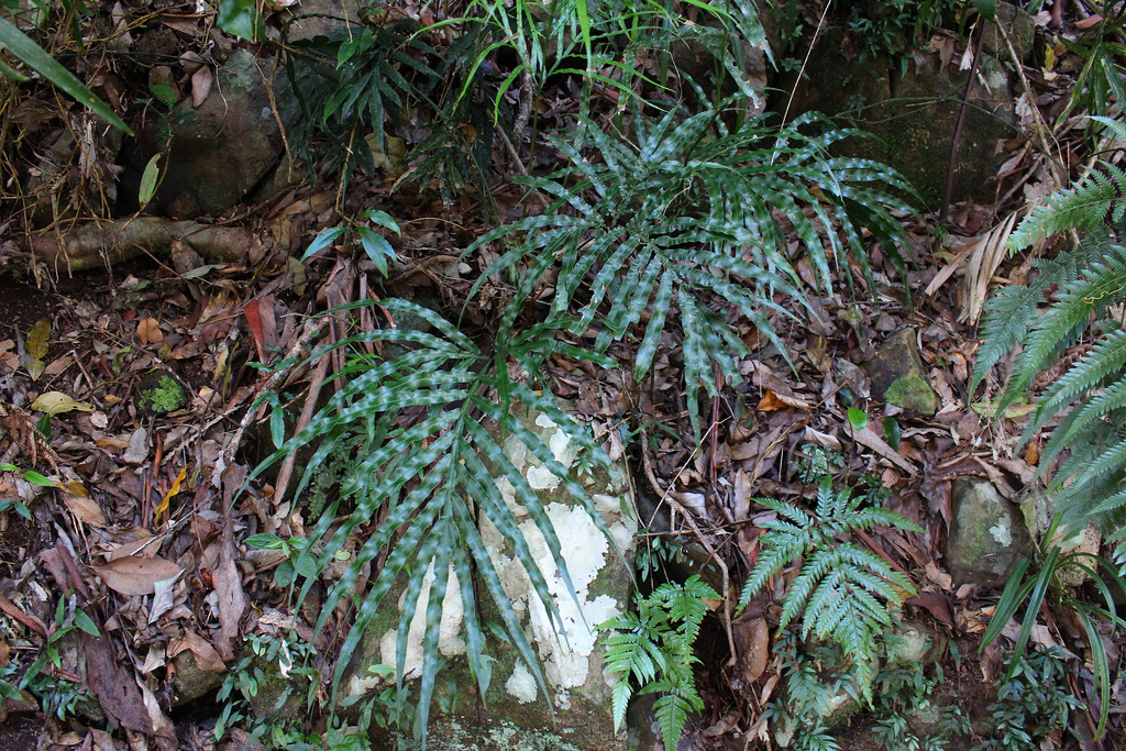 سرخس برگ بیدی